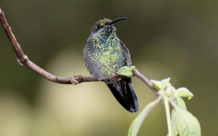 Colibrí. Foto: Freepik