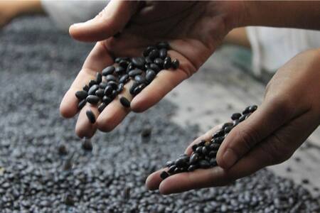 Porotos. Foto: Paramérica SA.