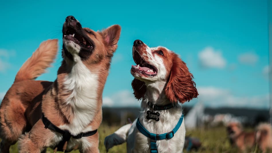 Perros. Foto: Unsplash.