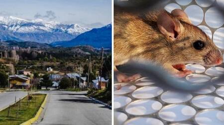 Hantavirus - Epuyén