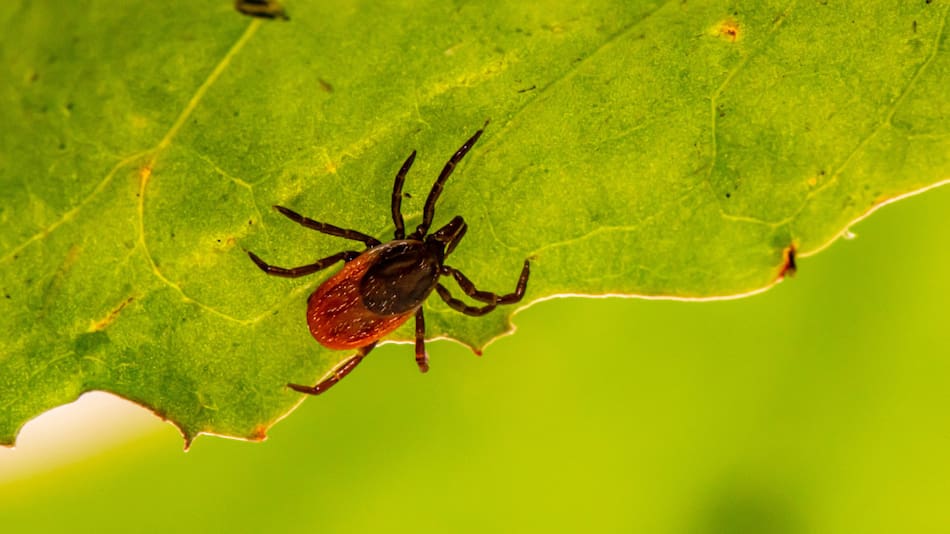 La picadura de una garrapata puede hacerte alérgico a la carne roja. Unsplash.