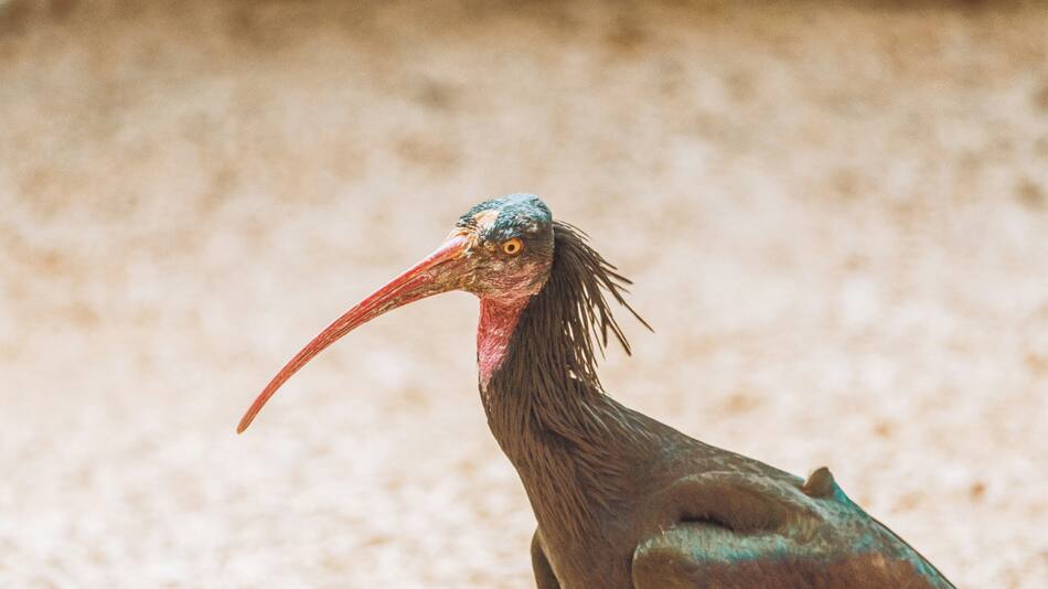 Ibis eremita; ave. Foto: Unsplash