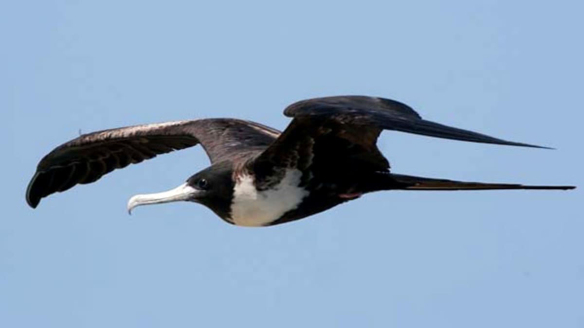 Águila blanca y negra. Foto: Aves de Perú.