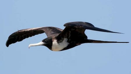 Águila blanca y negra. Foto: Aves de Perú.