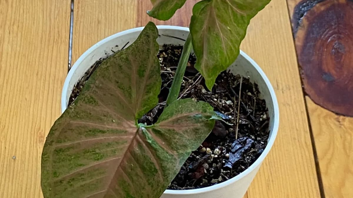 La planta “inmortal” que todos quieren: guía fácil para reproducirla hoy mismo en tu casa y sin gastar un peso