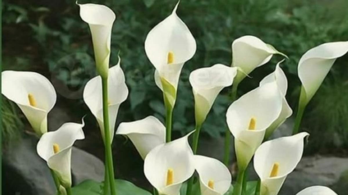 Calas de interior: guía rápida y fácil para una floración espectacular en la primavera