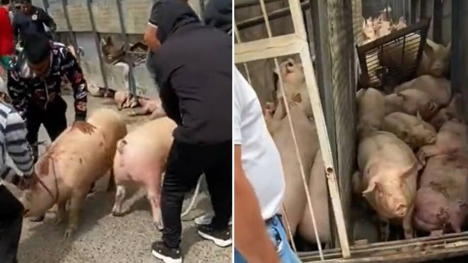 Volcó un camión y los vecinos se llevaron los cerdos. Foto: captura de video.