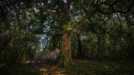 Segundo ejemplar de yaguareté silvestre liberado. Foto: Télam.