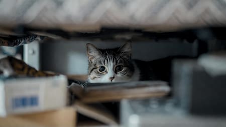 El lugar preferido de tu gato: por qué los veterinarios aconsejan crearle un escondite cerrado