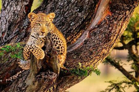 Leopardo. Foto Twitter @Openmente2.