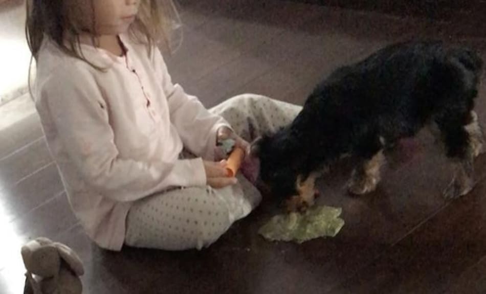 Perro de Cinthia Fernández