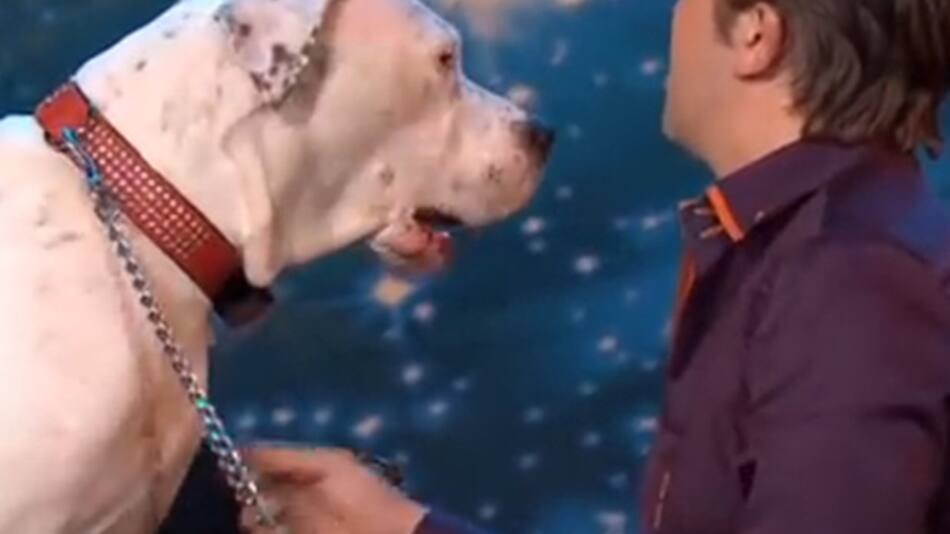 Perro canta canción de Whitney Houston