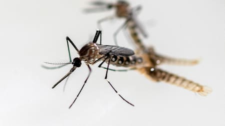 El brote de dengue comenzó antes de lo previsto en la Argentina. Foto: Reuters