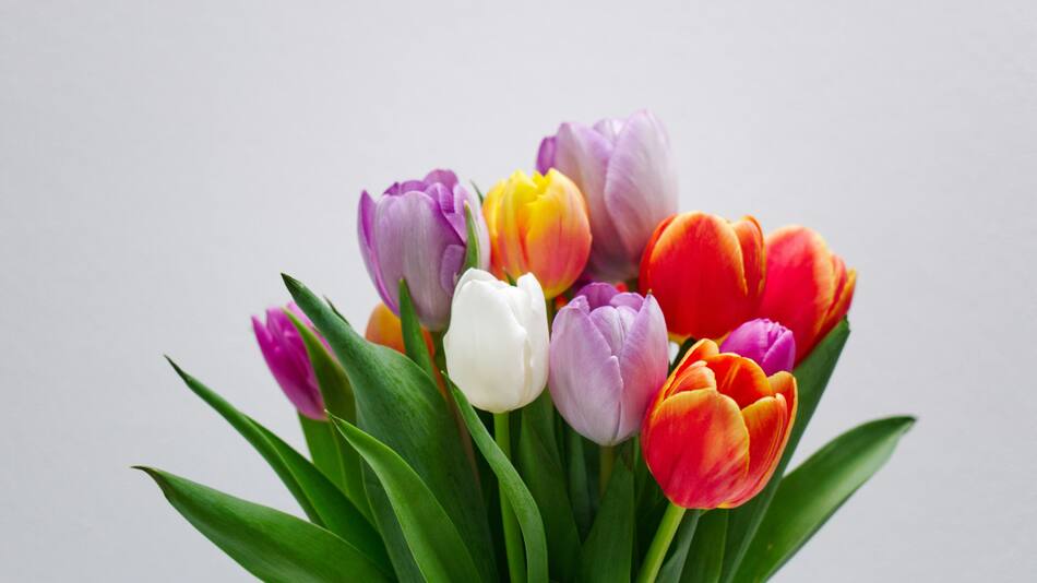 Flores. Foto: Unsplash