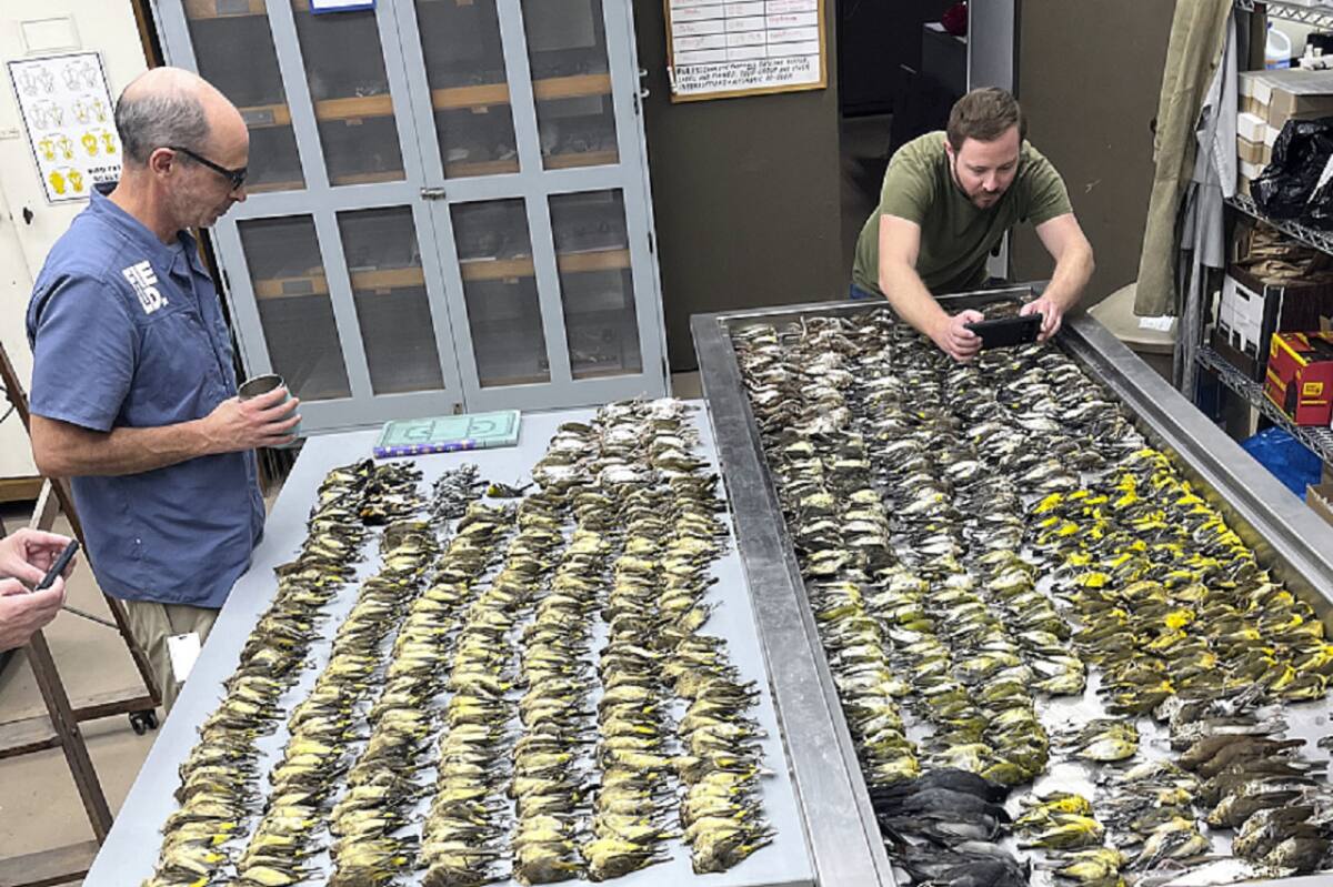 Expertos inspeccionan los cuerpos de las aves. Foto: gentileza Museo Field de Chicago.
