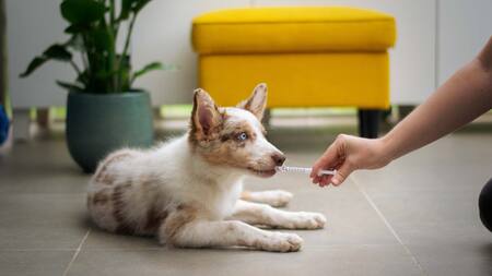 Zoonosis. Foto: Unsplash.