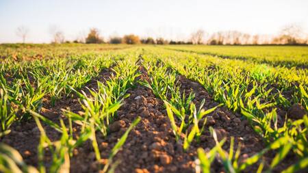 "Economía verde", un nuevo modelo económico amigable con el medio ambiente. Foto: Unsplash.