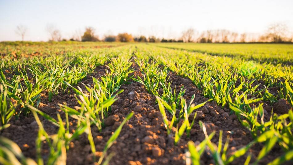 "Economía verde", un nuevo modelo económico amigable con el medio ambiente. Foto: Unsplash.