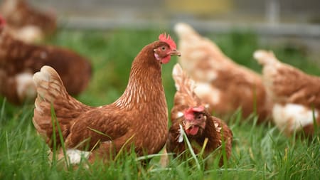 La Inteligencia Artificial como traductor de las gallinas. Foto: Unsplash