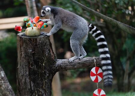Animales del zoológico de Cali recibieron un delicioso banquete navideño. Foto: EFE
