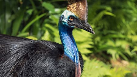 Casuario, el ave más peligrosa del mundo. Foto: Unsplash.