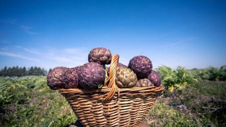 Fiesta del alcaucil. Foto/ Instagram: @alcachofasplatenses
