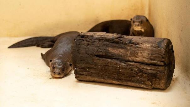 La historia de Tama y Anori: las nutrias gigantes que regresaron a Argentina desde Alemania