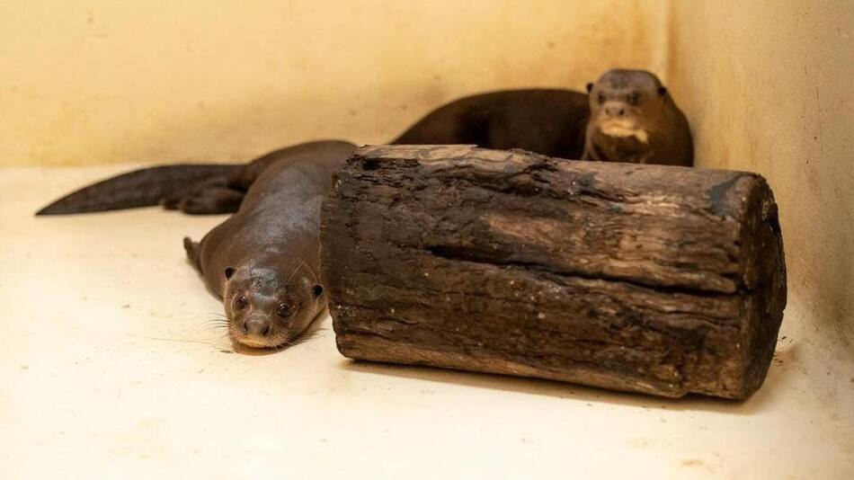 Tras el largo viaje desde el zoológico de Halle, Tama y Anori permanecen en una estación en cuarentena. Foto: Instagram / zoohalle.