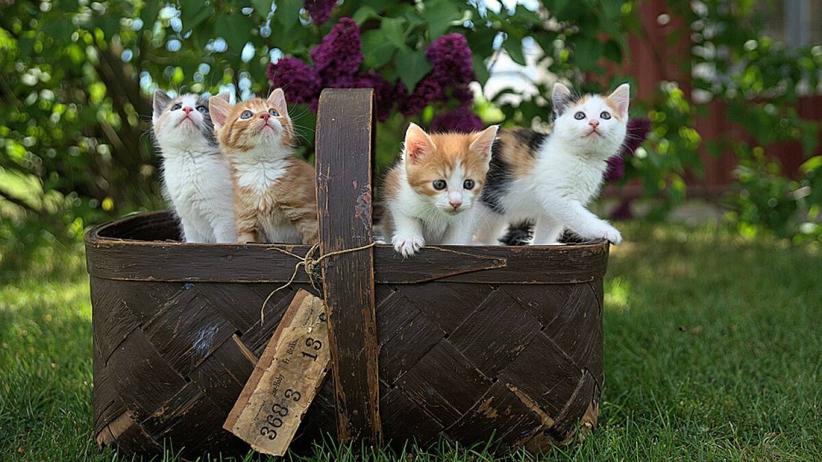 Los gatos son animales fascinantes y grandes compañeros. Foto: Unsplash.