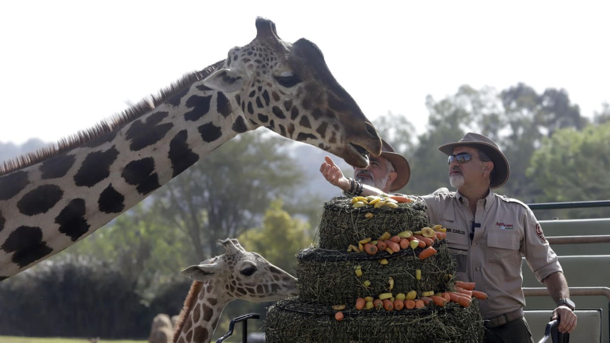 Jirafa Benito, México. Foto: EFE