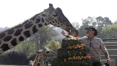 Jirafa Benito, México. Foto: EFE