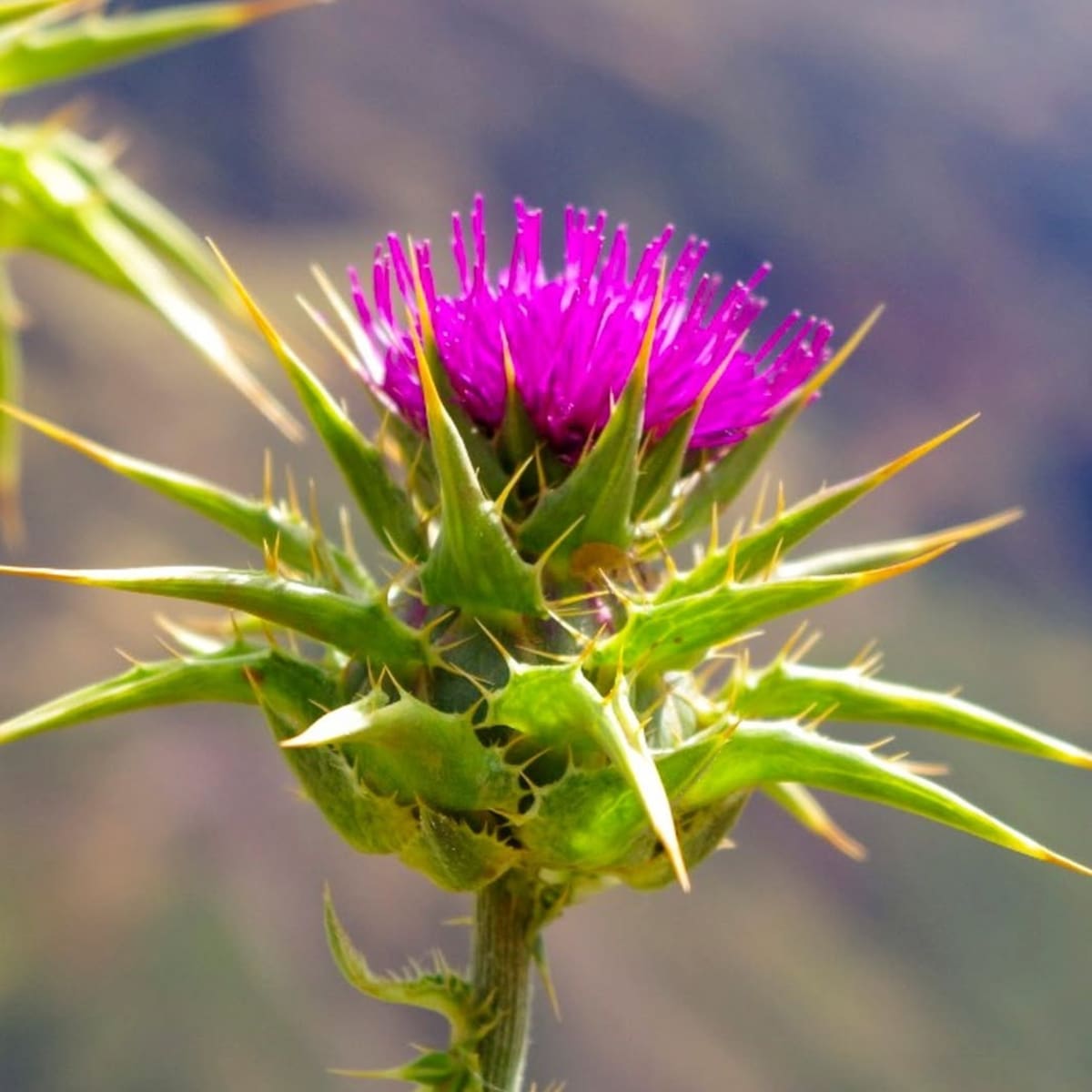 Cardo, planta