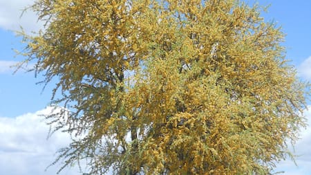 Árbol chañar. Foto: Wikipedia.