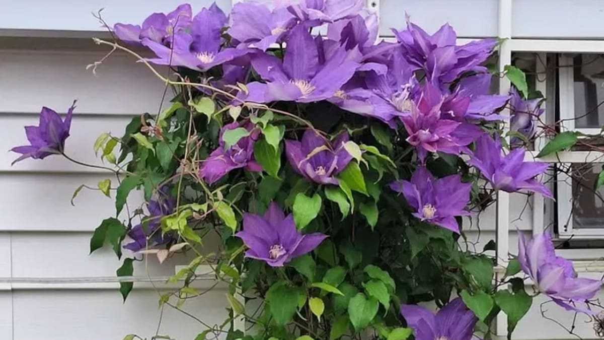La clematis es una planta trepadora que se puede cultivar en maceta y decorar muros, pérgolas y cercos con sus llamativas flores de tonos violetas.