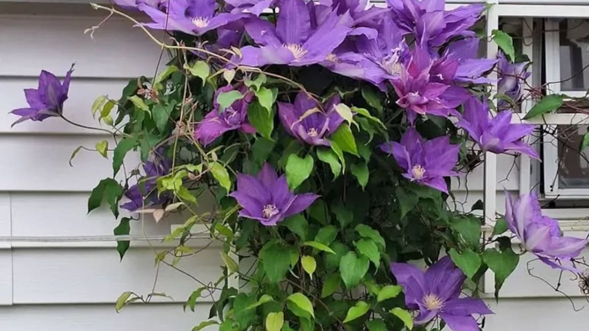 La planta trepadora con flores violetas que crece en maceta y es ideal para vestir muros, pérgolas y cercos con una cascada floral