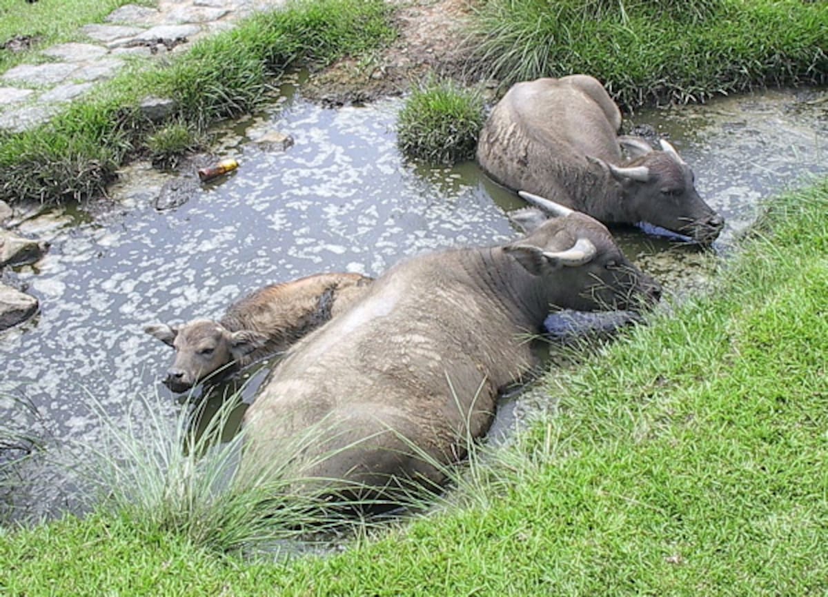 Búfalo de agua