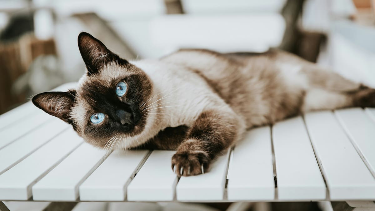 Gato siamés. Foto Unsplash.