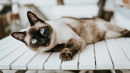 Gato siamés. Foto Unsplash.