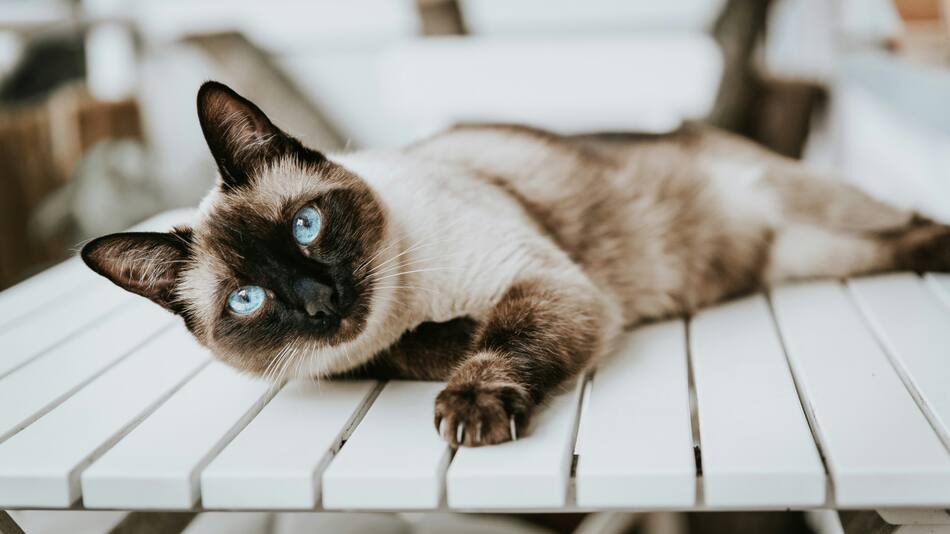 Gato siamés. Foto Unsplash.