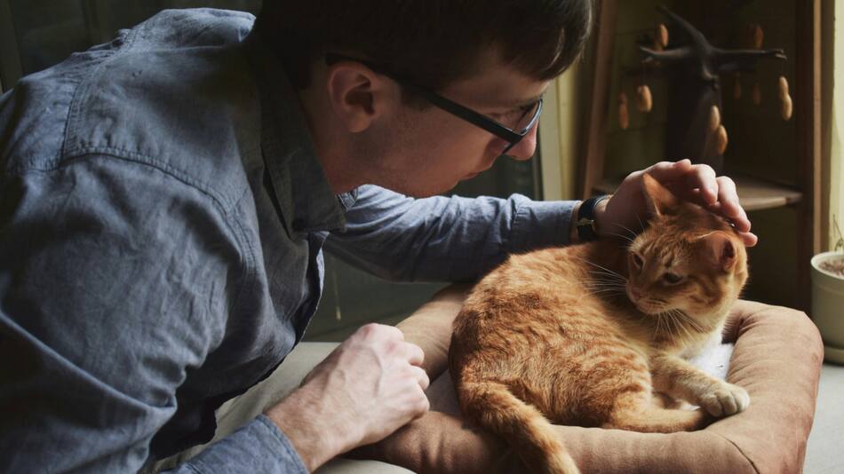 Animales, mascotas, urgencias. Foto: Unsplash