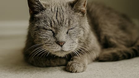 Cambios silenciosos: cómo saber si tu gato está envejeciendo