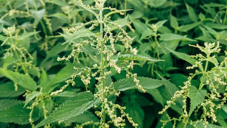 La planta medicinal que reduce el estrés y la migraña. Foto Unsplash.