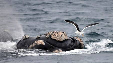 Ballenas atacadas por gaviotas. Foto: Télam.