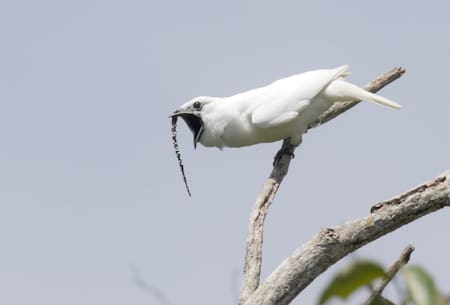 Campanero blanco. Foto: ebird.org