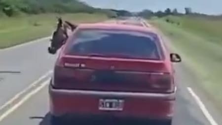 Un conductor llevó un caballo en el asiento trasero de su auto. Foto: Captura de pantalla.