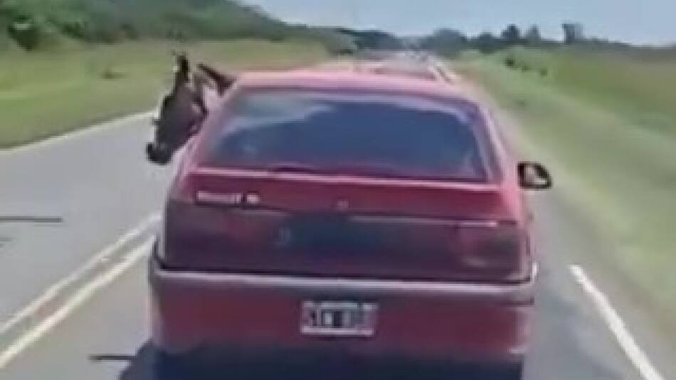 Un conductor llevó un caballo en el asiento trasero de su auto. Foto: Captura de pantalla.