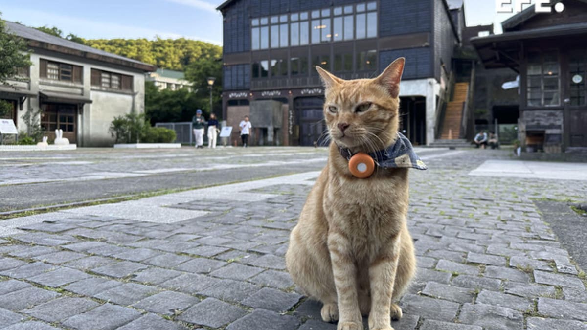 Así es Houtong, el pueblo de Taiwán donde los principales protagonistas son los gatos callejeros