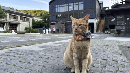 Houtong, el pueblo taiwanés que cambió las minas de carbón por el amor a los gatos. Foto: EFE.