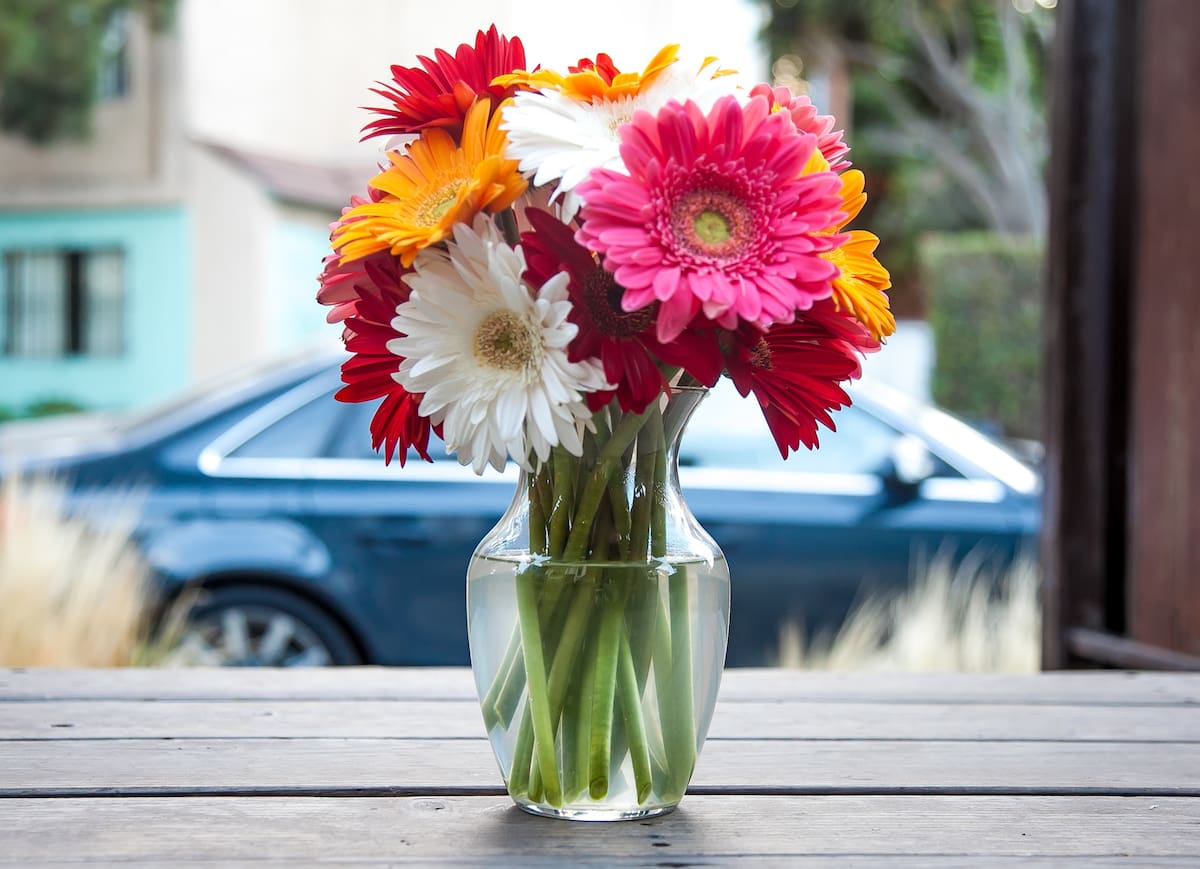 La gerbera también es conocida como margarita africana.
