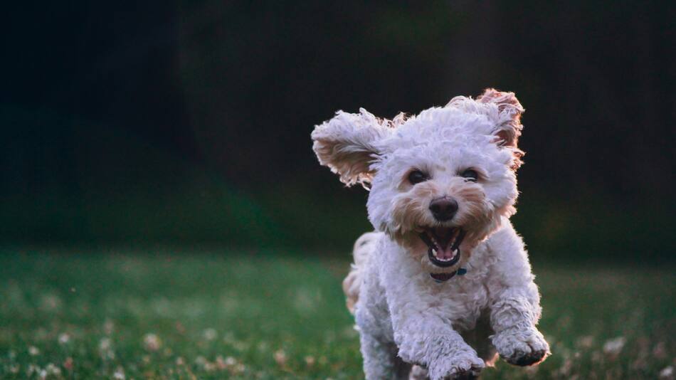 Perro. Foto Unsplash.